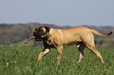 BULLMASTIFF 405